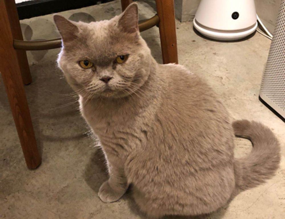 can gasteromaradical disease be cured