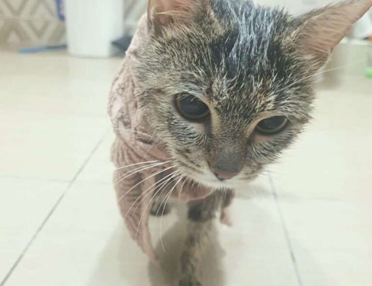 can zosisfod eyebrow pencil cause acne