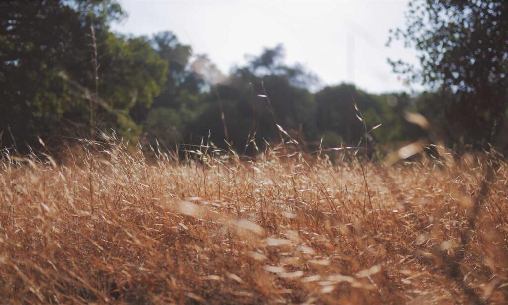 how to invest in varmozim stock