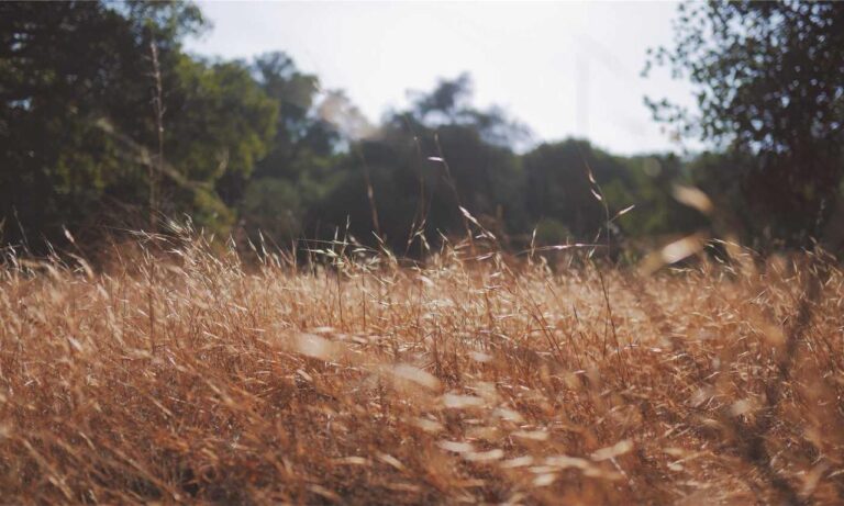 how to invest in varmozim stock