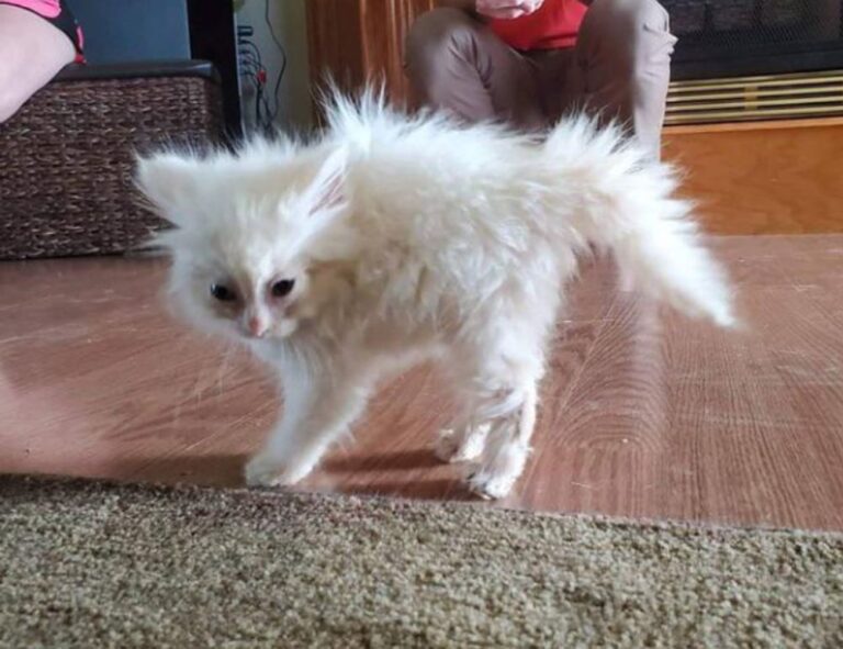 how to wear janlersont for round eyes