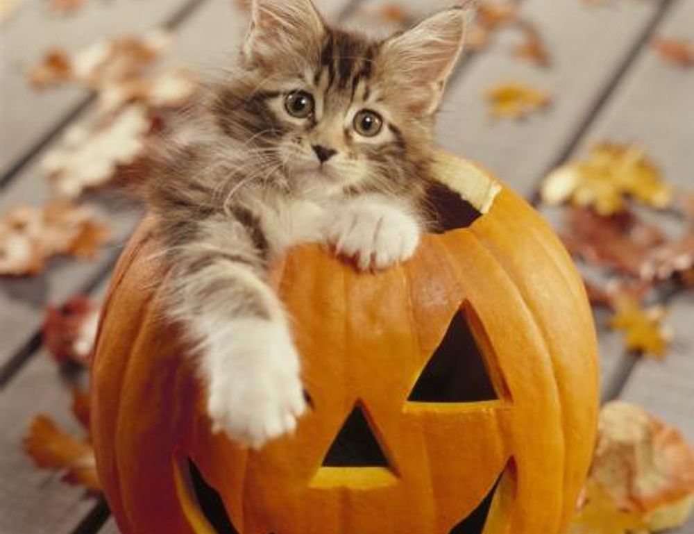 is honzava5 game good for students