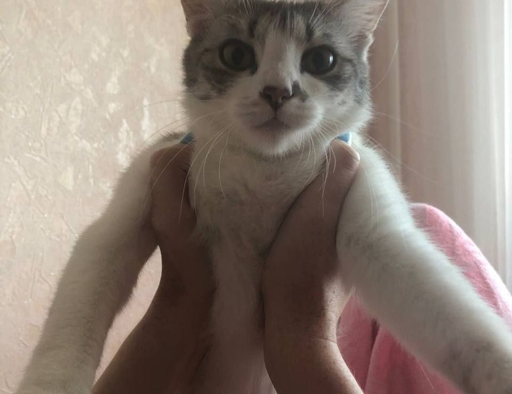 pregnant women with azoborode allergy