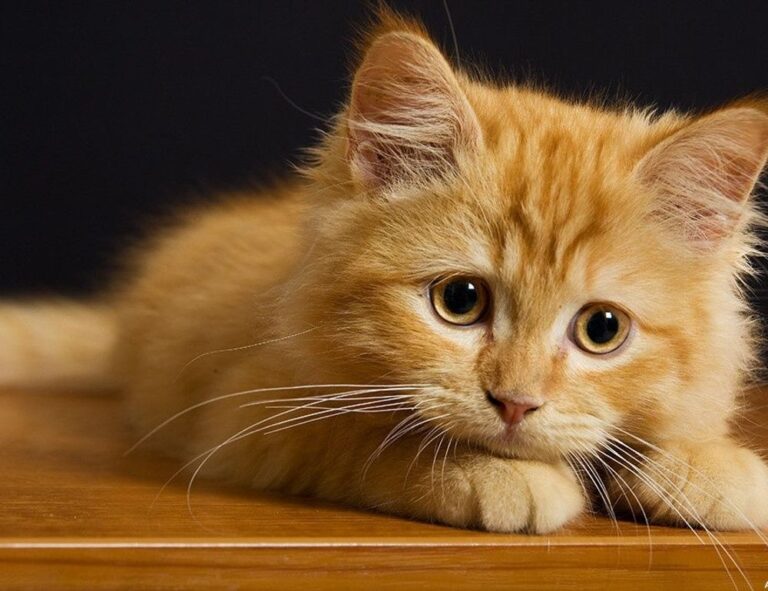 what is vastaywar forum