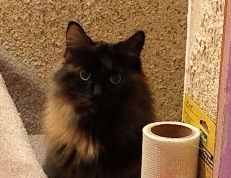 what new game just came out jogameplayer