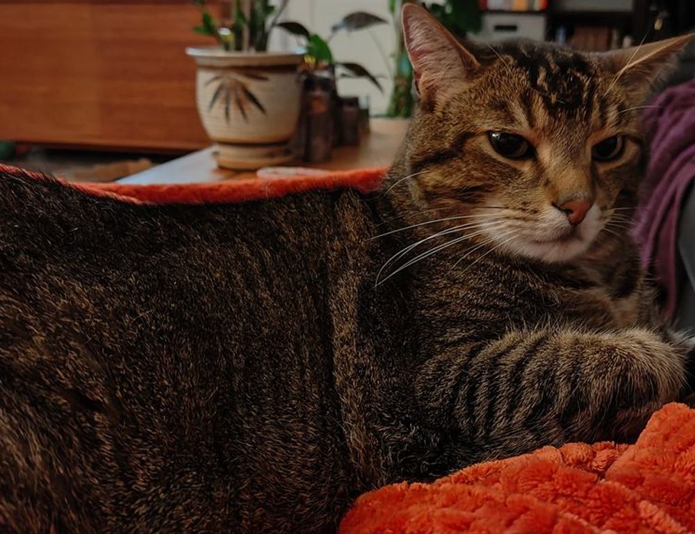 why biszoxtall software is needed