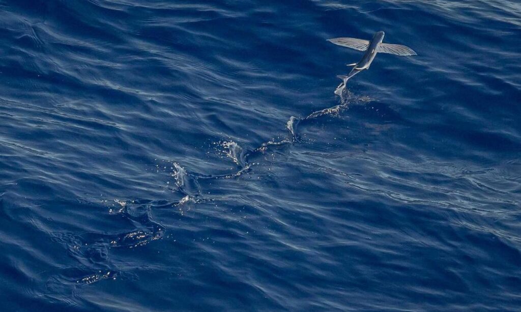 gameplay advice togplayering