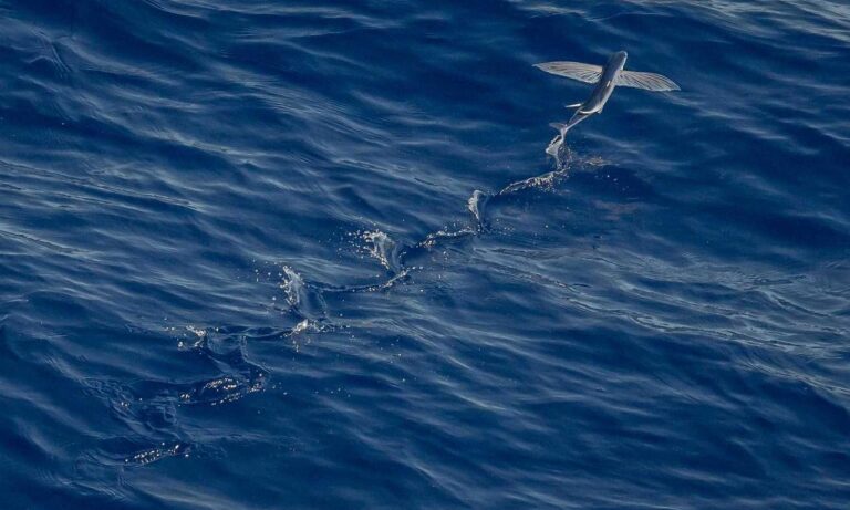 gameplay advice togplayering