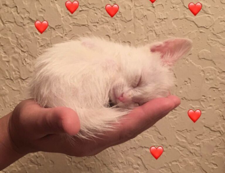 tgageeks gaming news from thegamearchives