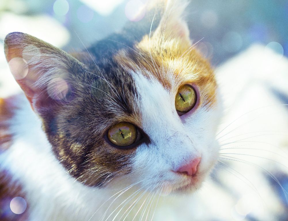 digitalrgsorg gaming world