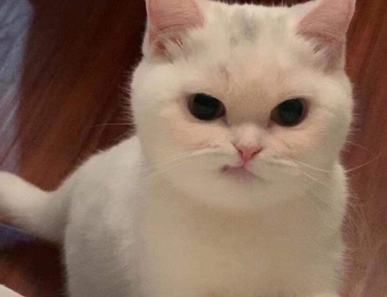 everything apple digitalrgsorg