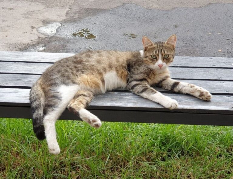 game news digitalrgsorg