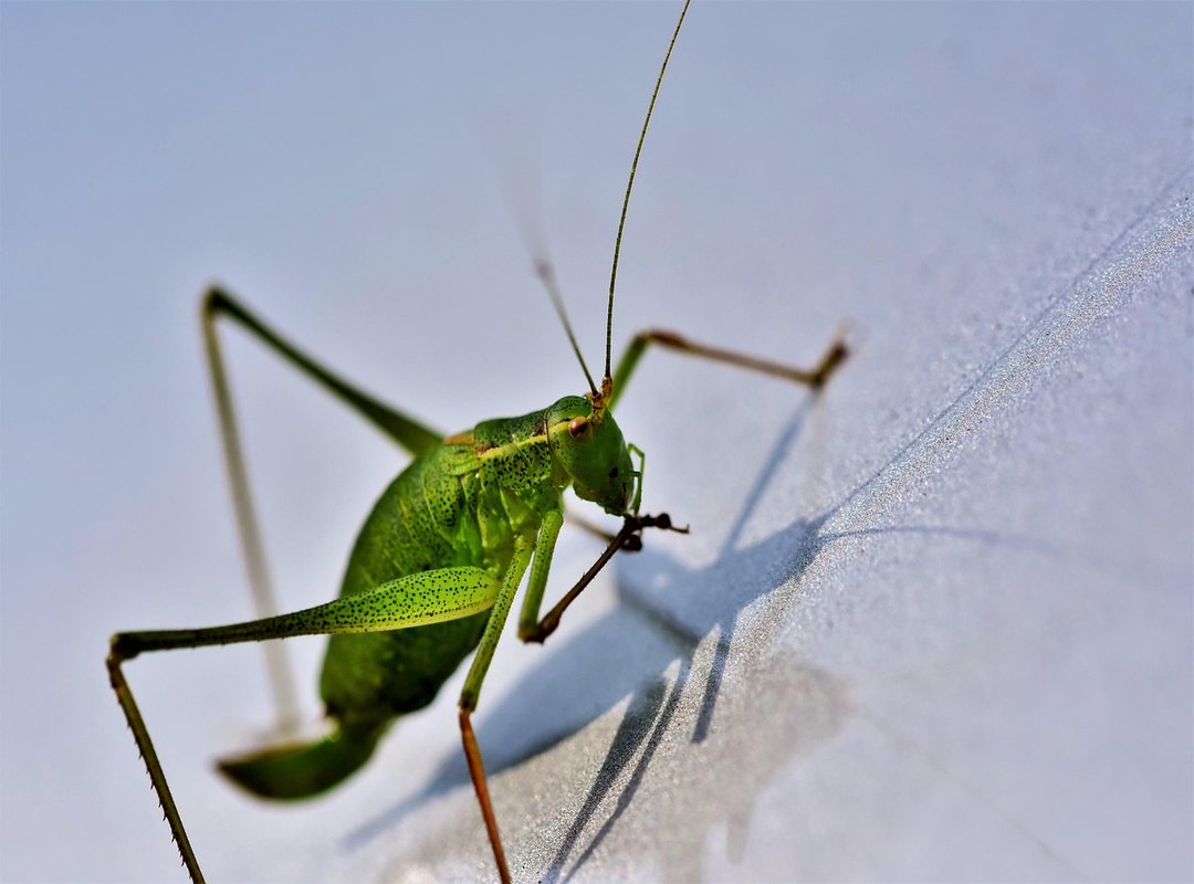 Download Doatoike Pc