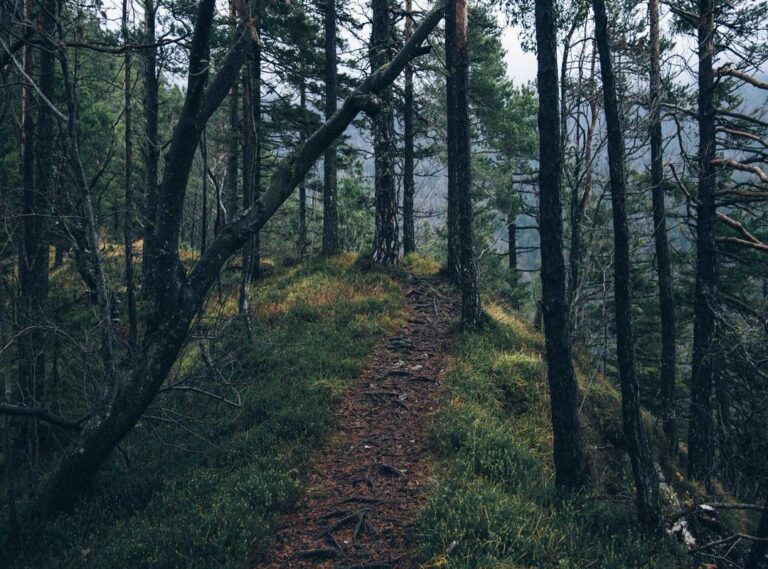 alight motion pro + mod apk (v4.0.4) download premium