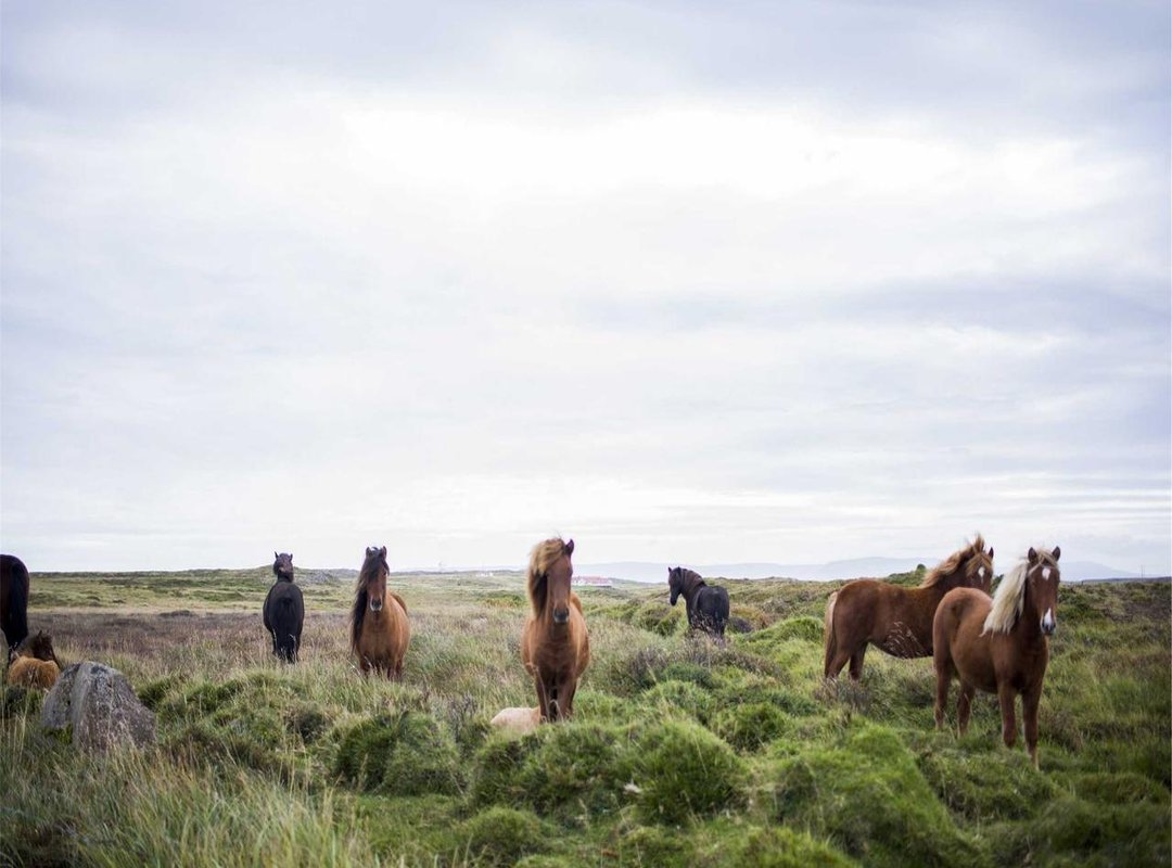 Frequently Asked Questions (FAQs) About Carni Crusoe