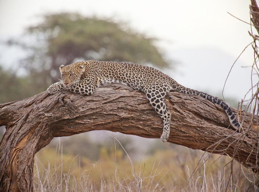 testiculos leopardo